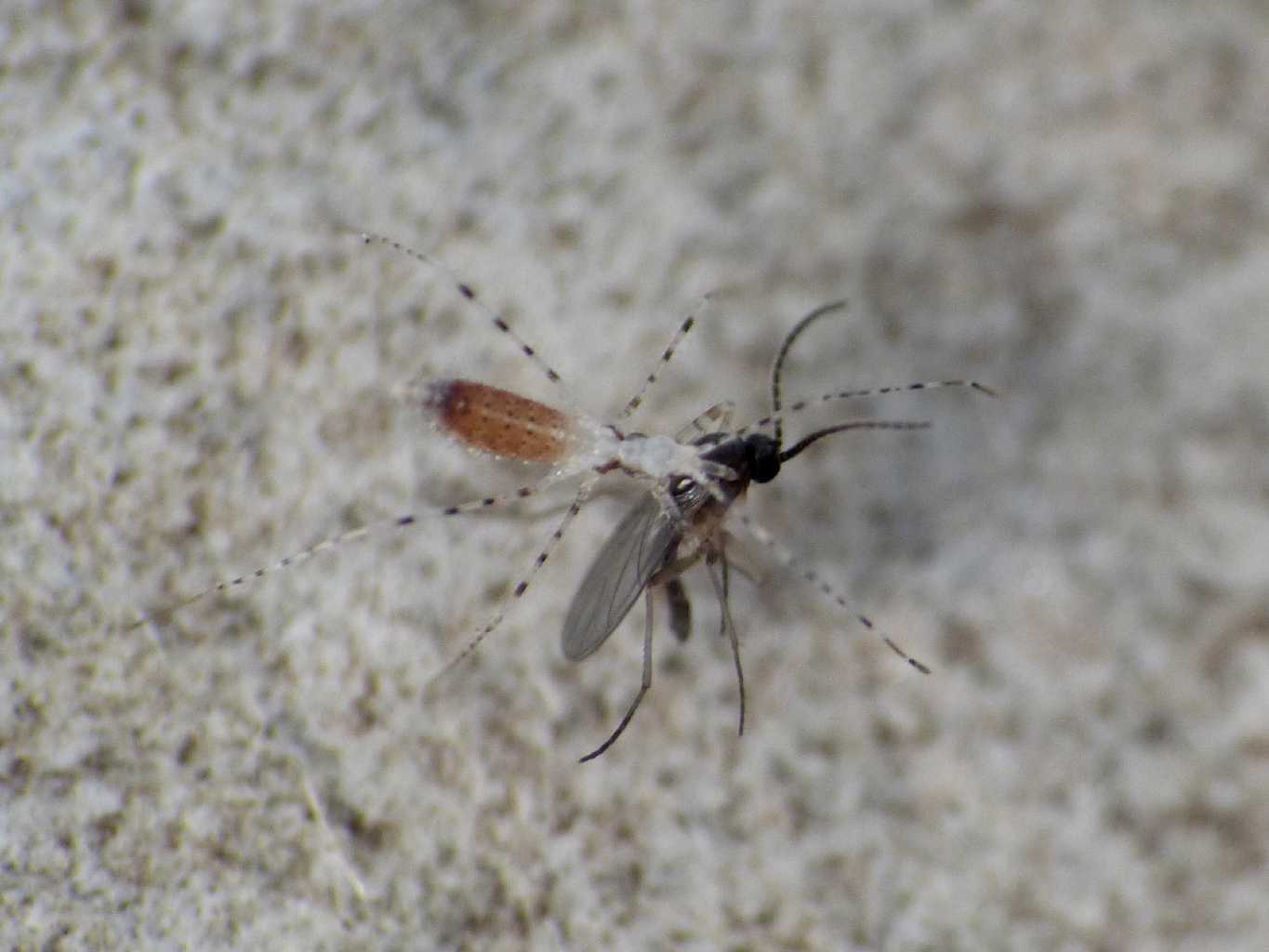 Neanide di Empicoris sp. (forse, xambeui?) con preda